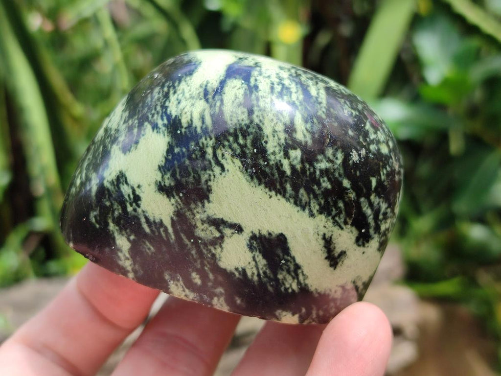 Polished Leopard Standing Free Forms x 6 From Zimbabwe