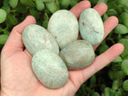Polished Amazonite Palm Stones x 35 From Madagascar