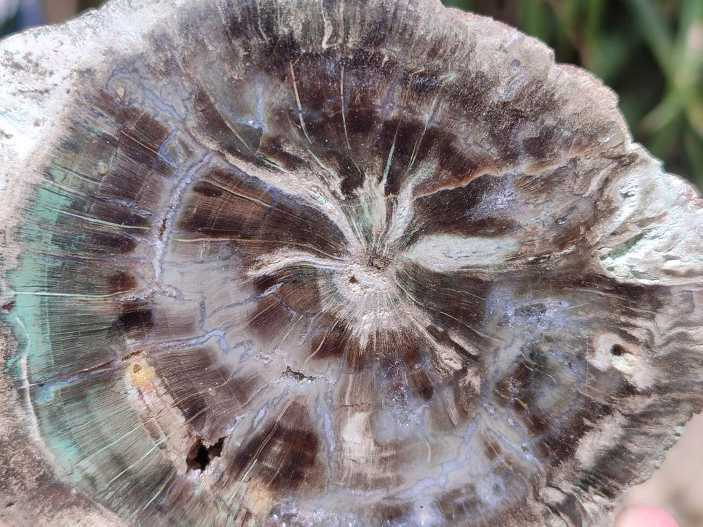 Polished Dadoxylon Petrified Wood Slices x 6 From Gokwe, Zimbabwe