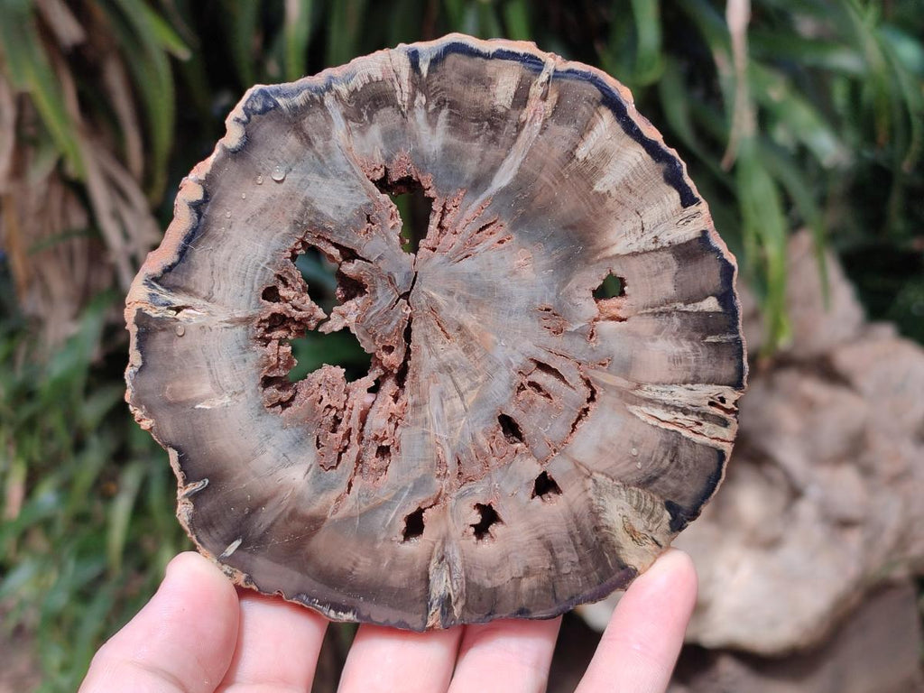 Polished Dadoxylon Petrified Wood Slices x 6 From Gokwe, Zimbabwe