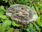 Polished Dadoxylon Petrified Wood Slices x 6 From Gokwe, Zimbabwe