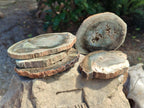 Polished Dadoxylon Petrified Wood Slices x 6 From Gokwe, Zimbabwe