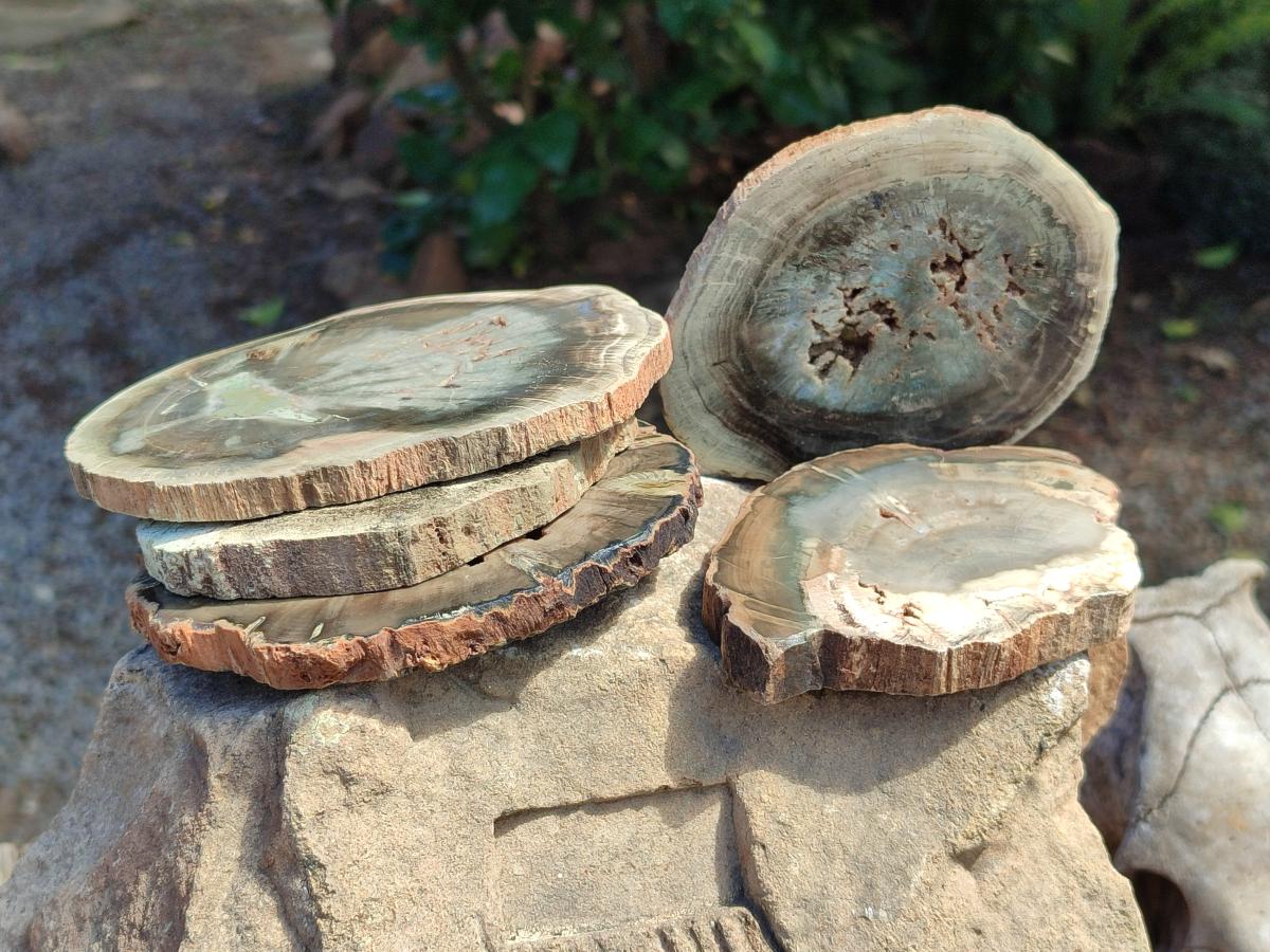 Polished Dadoxylon Petrified Wood Slices x 6 From Gokwe, Zimbabwe