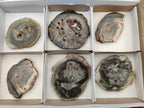 Polished Dadoxylon Petrified Wood Slices x 6 From Gokwe, Zimbabwe