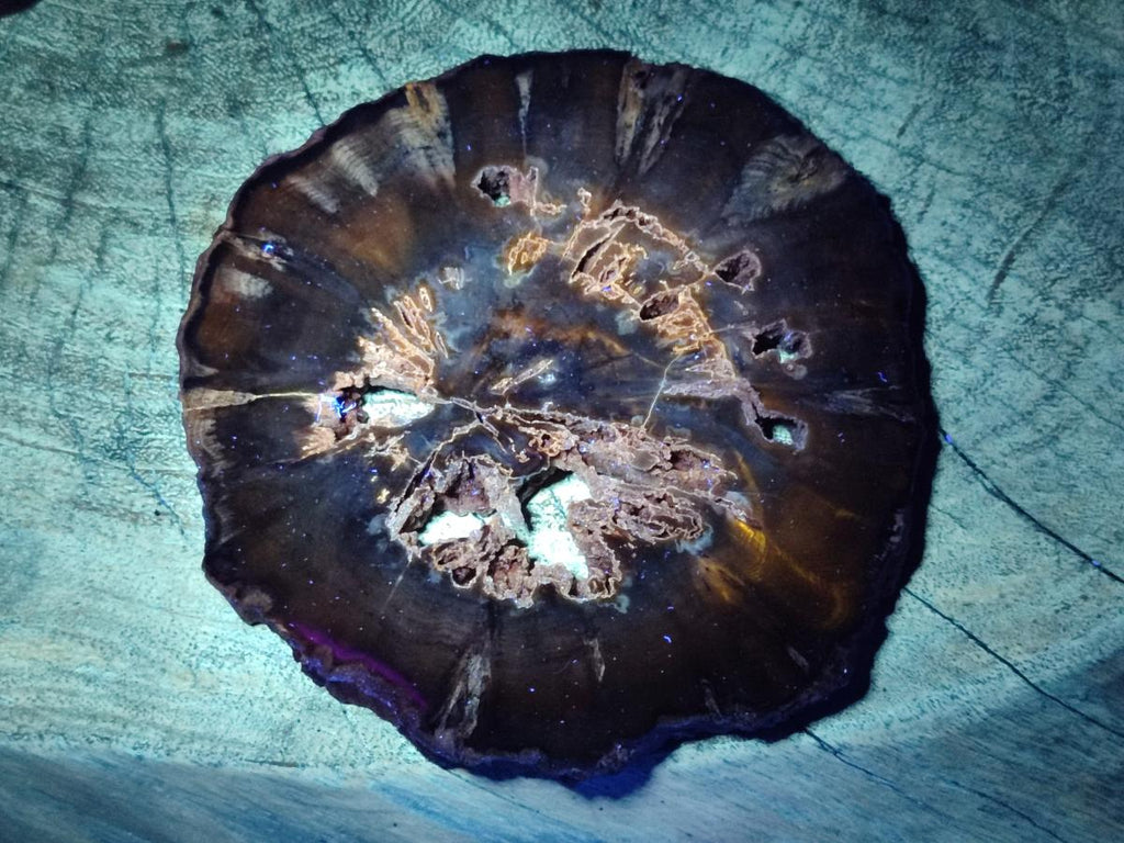 Polished Dadoxylon Petrified Wood Slices x 6 From Gokwe, Zimbabwe