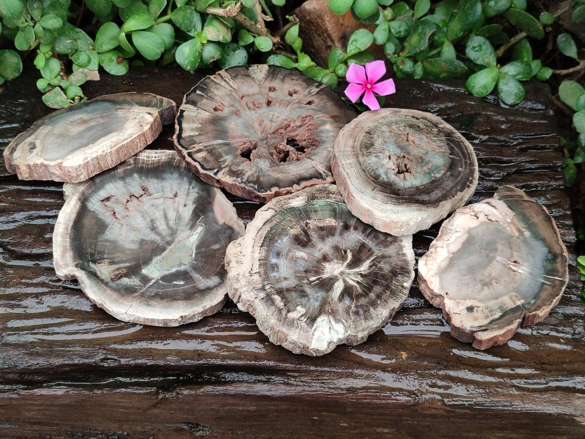 Polished Dadoxylon Petrified Wood Slices x 6 From Gokwe, Zimbabwe