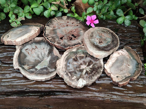 Polished Dadoxylon Petrified Wood Slices x 6 From Gokwe, Zimbabwe