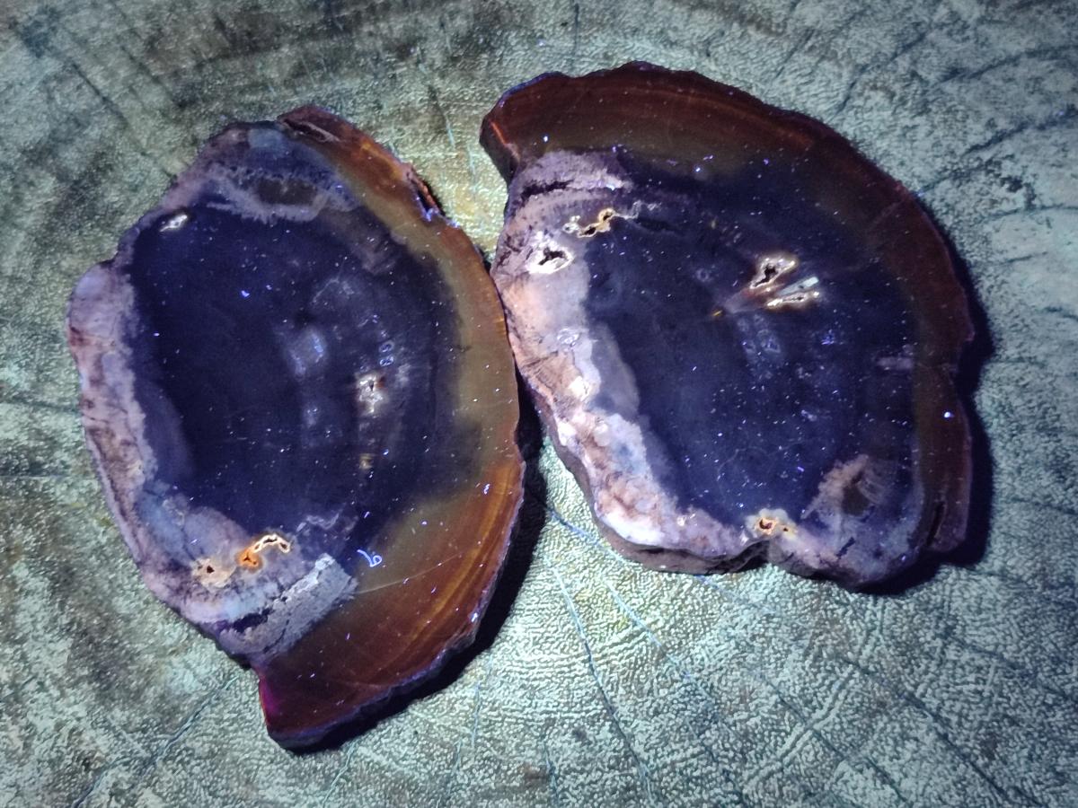 Polished Dadoxylon Petrified Wood Slices x 6 From Gokwe, Zimbabwe