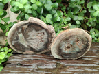 Polished Dadoxylon Petrified Wood Slices x 6 From Gokwe, Zimbabwe