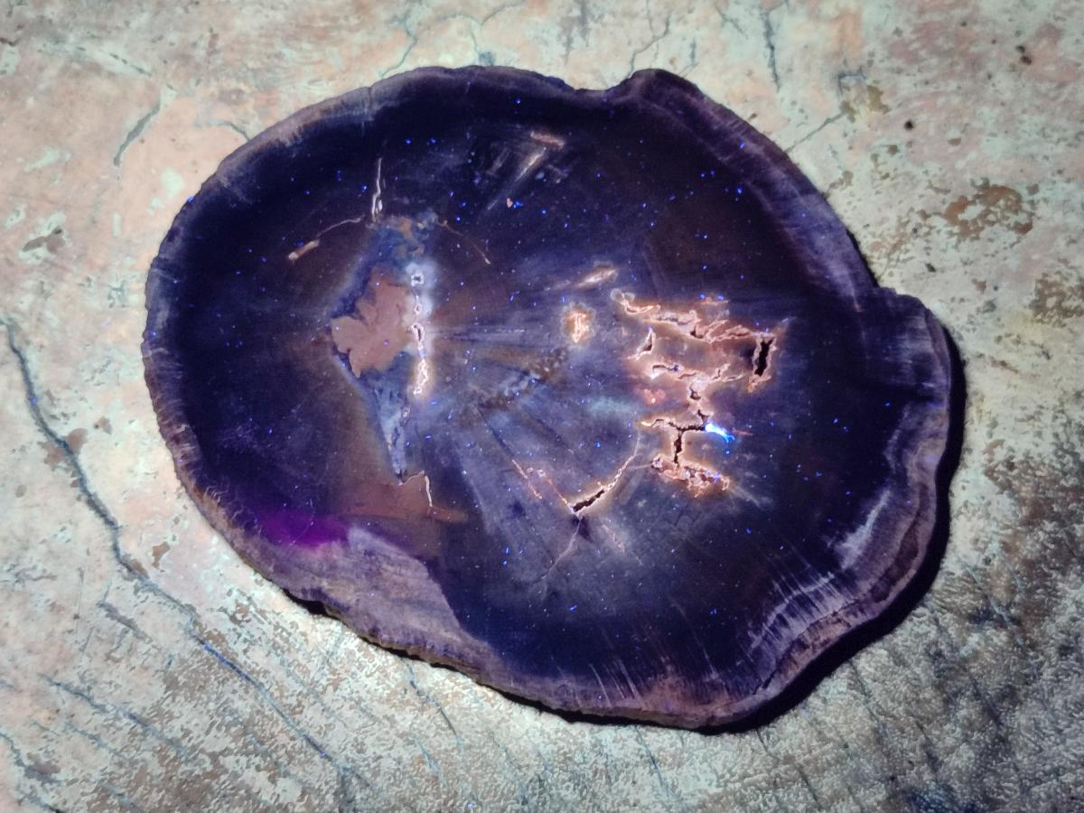 Polished Dadoxylon Petrified Wood Slices x 6 From Gokwe, Zimbabwe