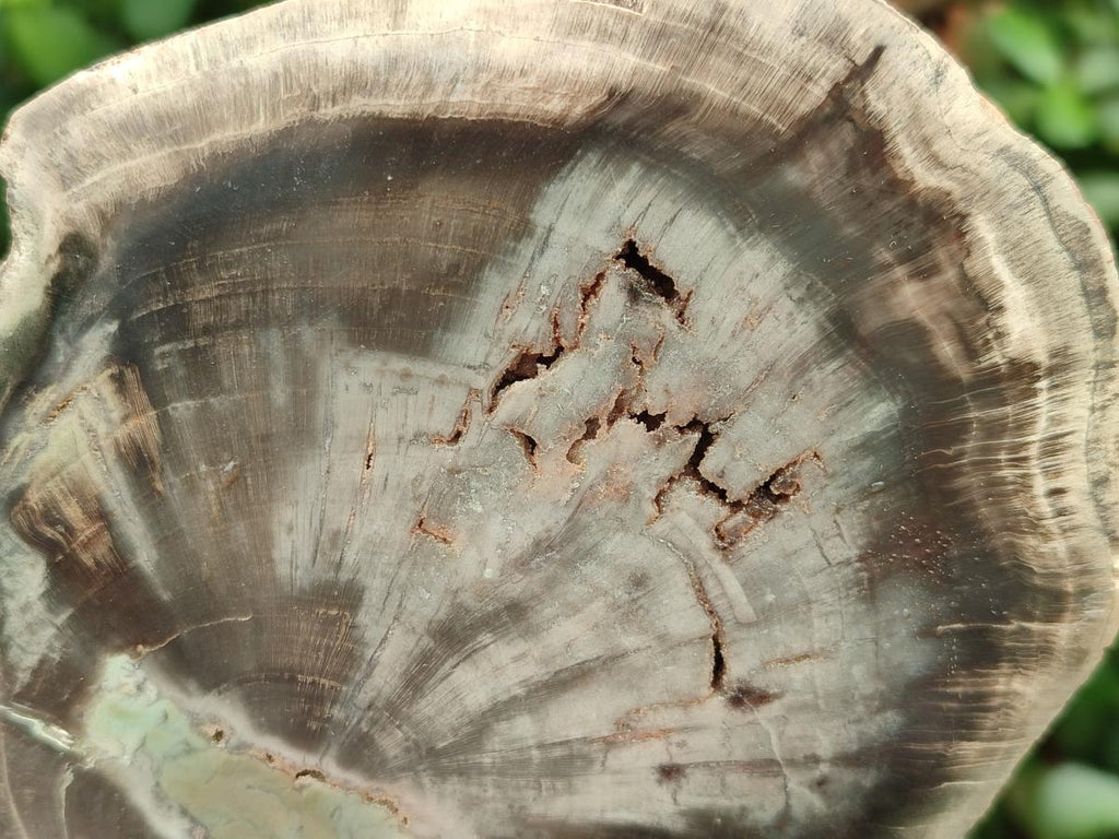 Polished Dadoxylon Petrified Wood Slices x 6 From Gokwe, Zimbabwe