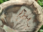 Polished Dadoxylon Petrified Wood Slices x 6 From Gokwe, Zimbabwe