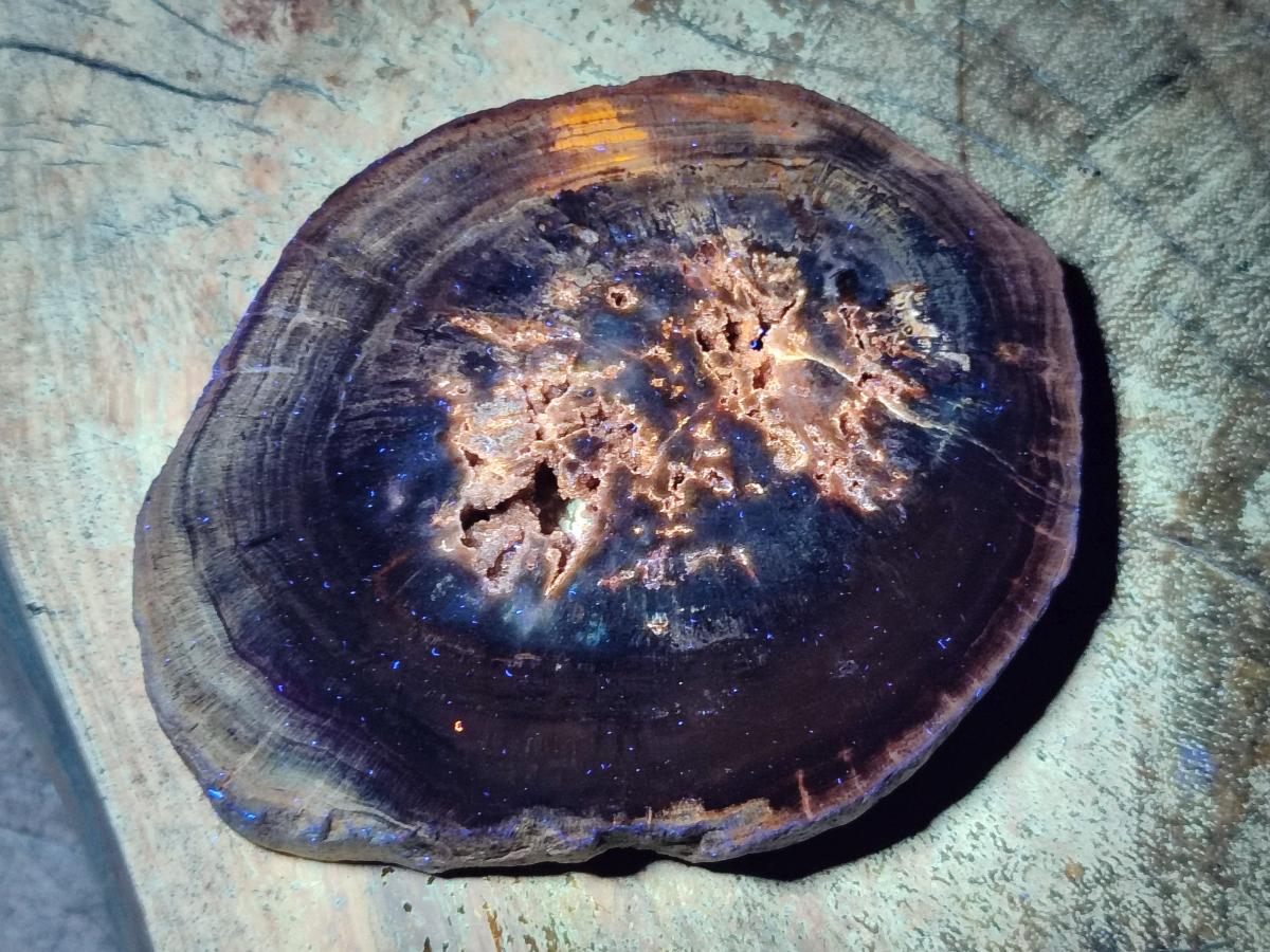 Polished Dadoxylon Petrified Wood Slices x 6 From Gokwe, Zimbabwe