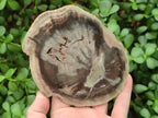 Polished Dadoxylon Petrified Wood Slices x 6 From Gokwe, Zimbabwe