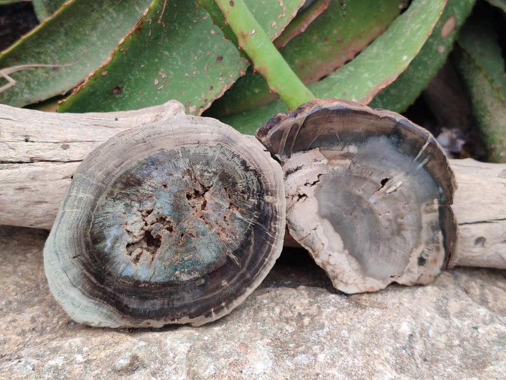 Polished Dadoxylon Petrified Wood Slices x 6 From Gokwe, Zimbabwe