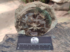 Polished Dadoxylon Petrified Wood Slices x 6 From Gokwe, Zimbabwe