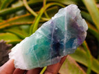 Polished On One Side Watermelon Fluorite Specimens x 6 From Uis, Namibia