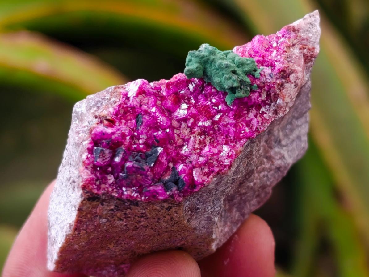 Natural Salrose Cobaltion Dolomite with Malachite Specimens x 12 From Kakanda, Congo