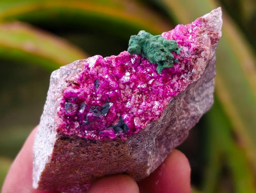 Natural Salrose Cobaltion Dolomite with Malachite Specimens x 12 From Kakanda, Congo