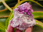 Natural Salrose Cobaltion Dolomite with Malachite Specimens x 12 From Kakanda, Congo