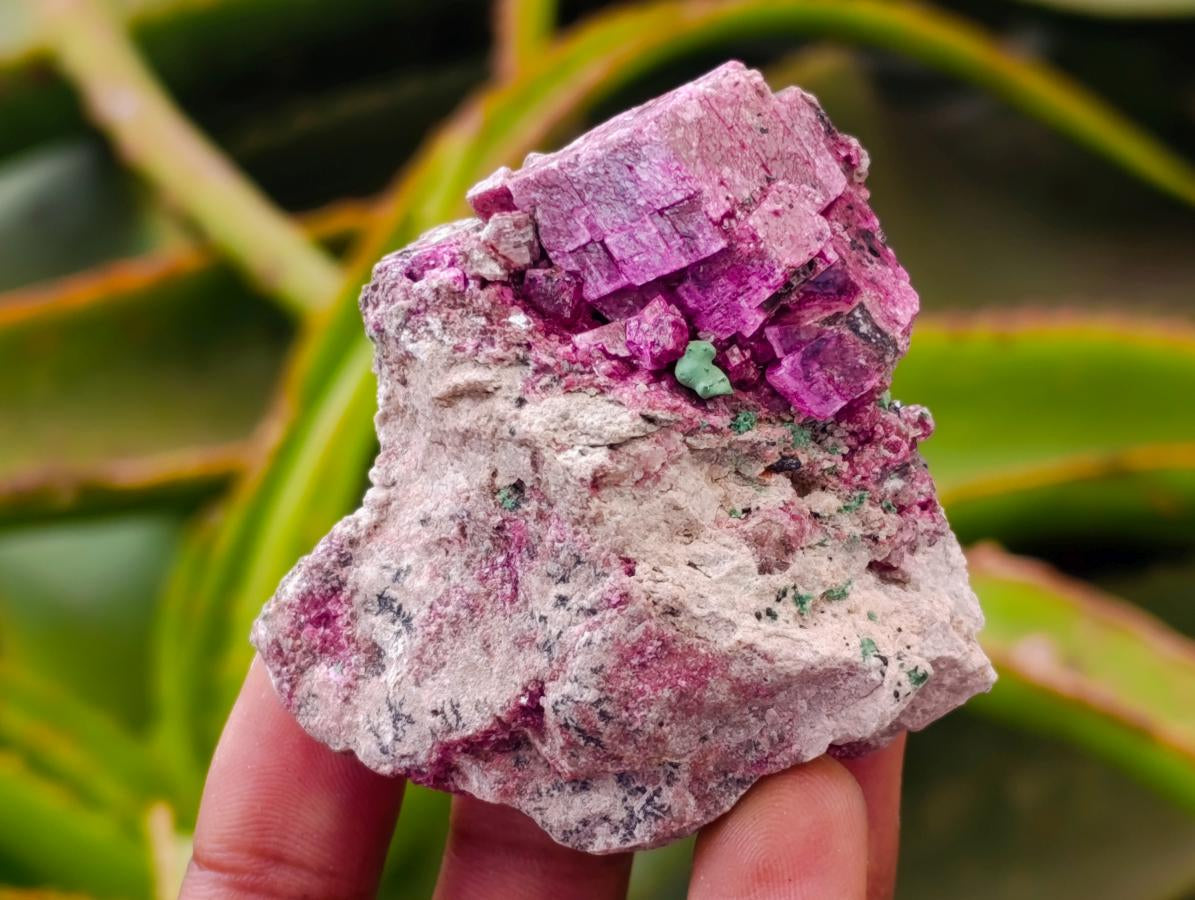 Natural Salrose Cobaltion Dolomite with Malachite Specimens x 12 From Kakanda, Congo