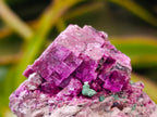 Natural Salrose Cobaltion Dolomite with Malachite Specimens x 12 From Kakanda, Congo