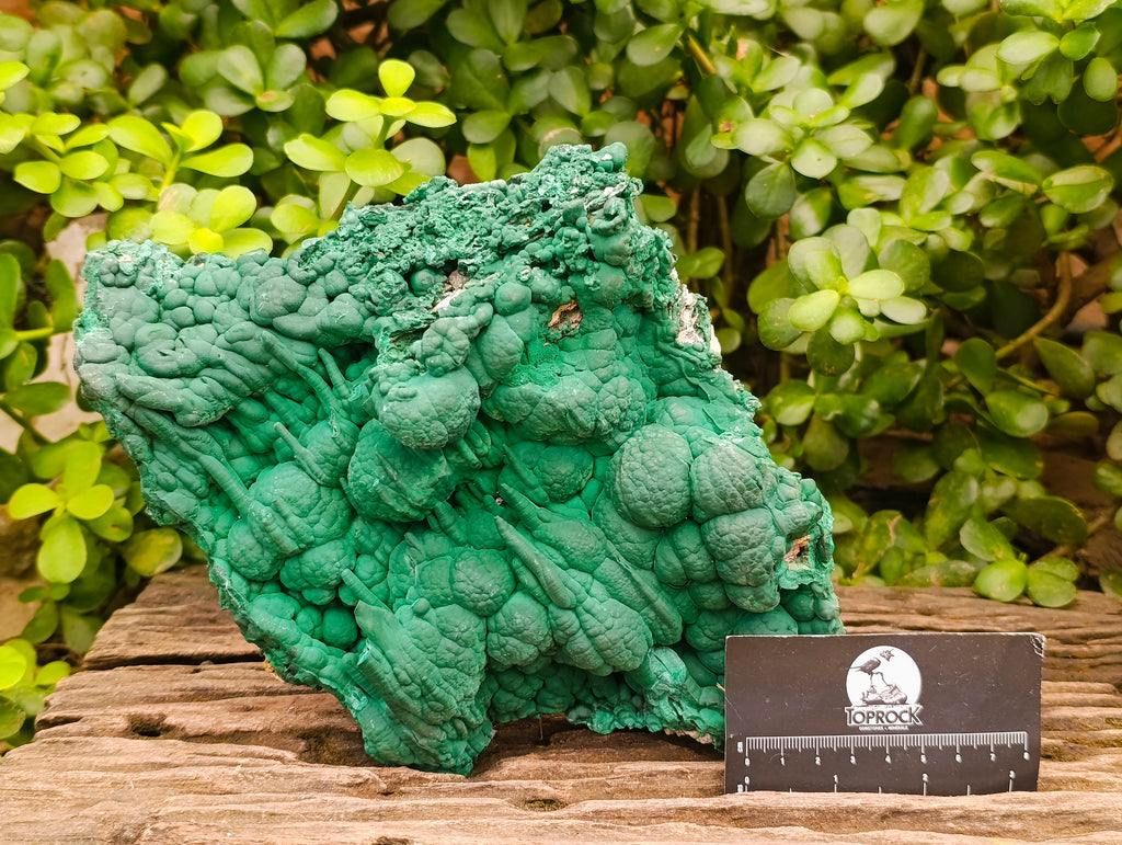 Natural Large Malachite Stalactite Cave Wall Specimen x 1 From Kolwezi, Congo