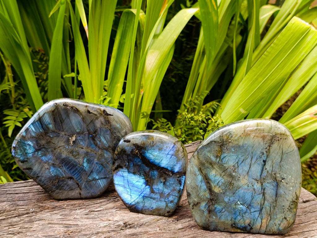 Polished Labradorite Standing Free Forms x 3 From Madagascar