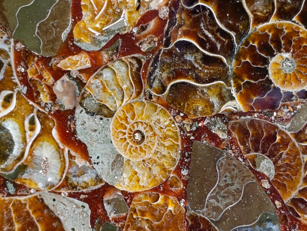 Hand Made Ammonite Conglomerate Coffee Table Coasters x 6 From Mahajanga, Madagascar