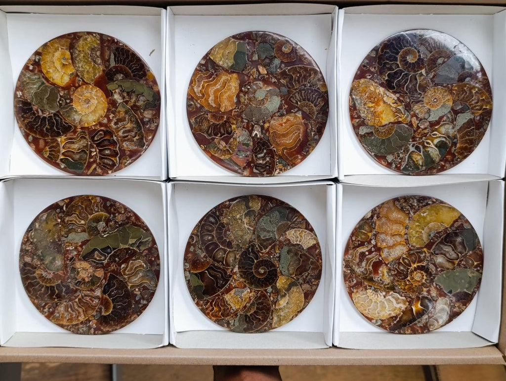 Hand Made Ammonite Conglomerate Coffee Table Coasters x 6 From Mahajanga, Madagascar