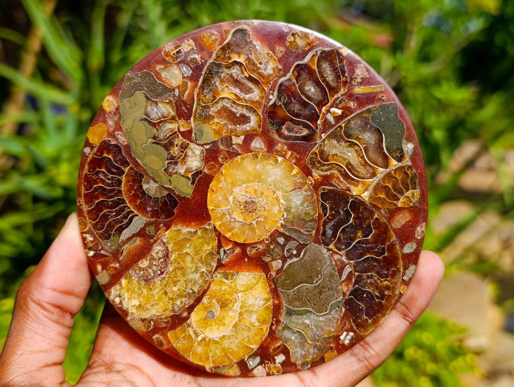 Hand Made Ammonite Conglomerate Coffee Table Coasters x 6 From Mahajanga, Madagascar