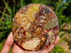 Hand Made Ammonite Conglomerate Coffee Table Coasters x 6 From Mahajanga, Madagascar