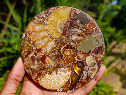 Hand Made Ammonite Conglomerate Coffee Table Coasters x 6 From Mahajanga, Madagascar