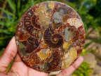Hand Made Ammonite Conglomerate Coffee Table Coasters x 6 From Mahajanga, Madagascar