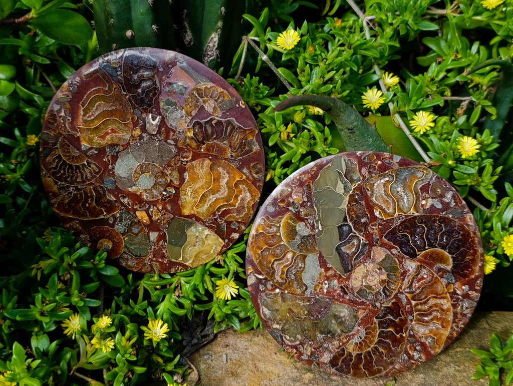 Hand Made Ammonite Conglomerate Coffee Table Coasters x 6 From Mahajanga, Madagascar