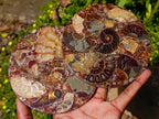 Hand Made Ammonite Conglomerate Coffee Table Coasters x 6 From Mahajanga, Madagascar