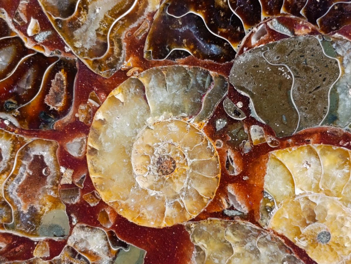 Hand Made Ammonite Conglomerate Coffee Table Coasters x 6 From Mahajanga, Madagascar