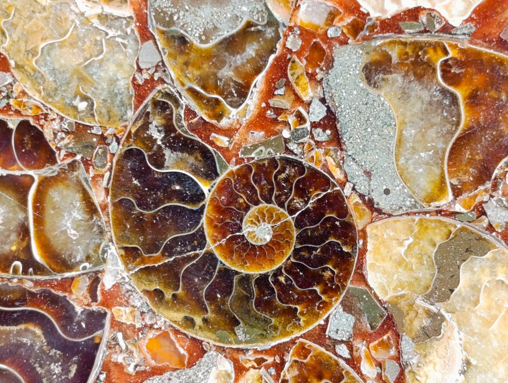 Hand Made Ammonite Conglomerate Coffee Table Coasters x 6 From Mahajanga, Madagascar