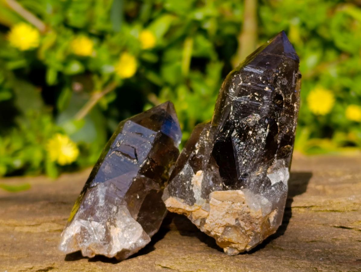 Natural Morion Smokey Quartz Crystals x 36 From Zomba Plateau, Malawi