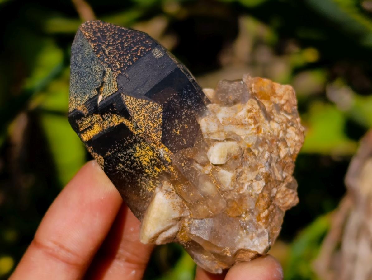 Natural Morion Smokey Quartz Crystals x 36 From Zomba Plateau, Malawi