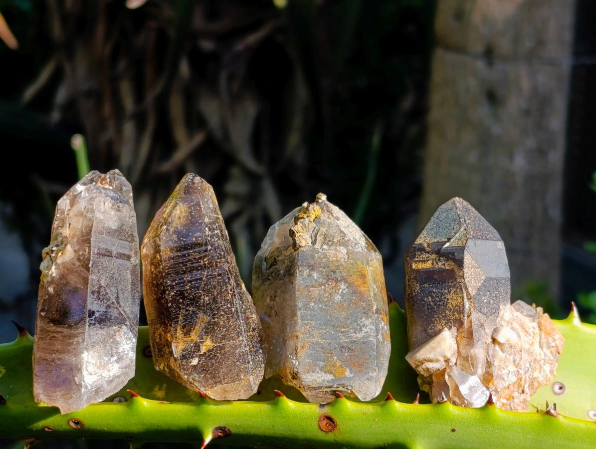 Natural Morion Smokey Quartz Crystals x 36 From Zomba Plateau, Malawi