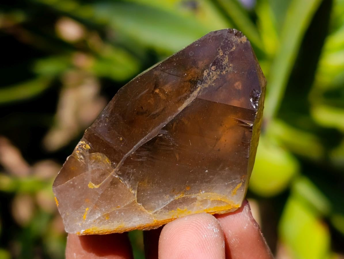 Natural Morion Smokey Quartz Crystals x 36 From Zomba Plateau, Malawi