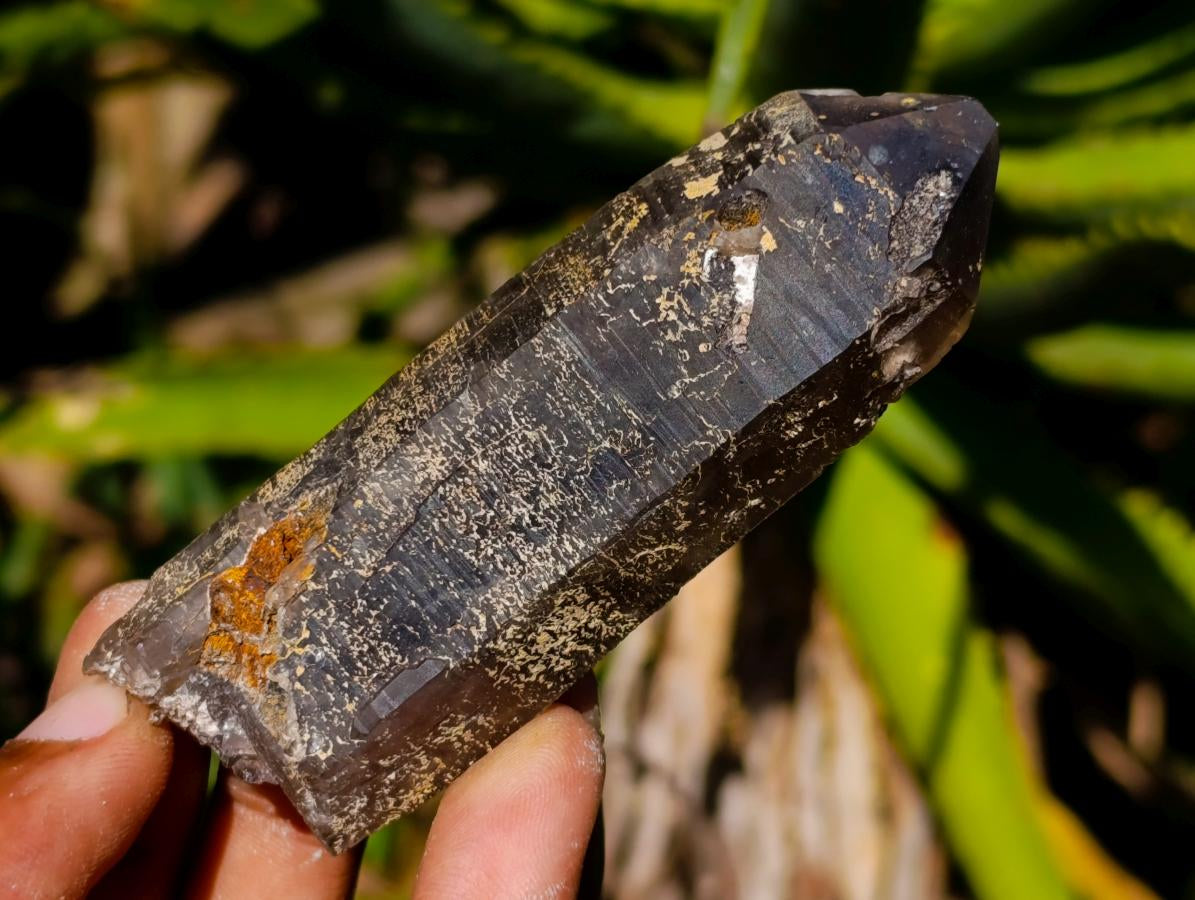 Natural Morion Smokey Quartz Crystals x 36 From Zomba Plateau, Malawi