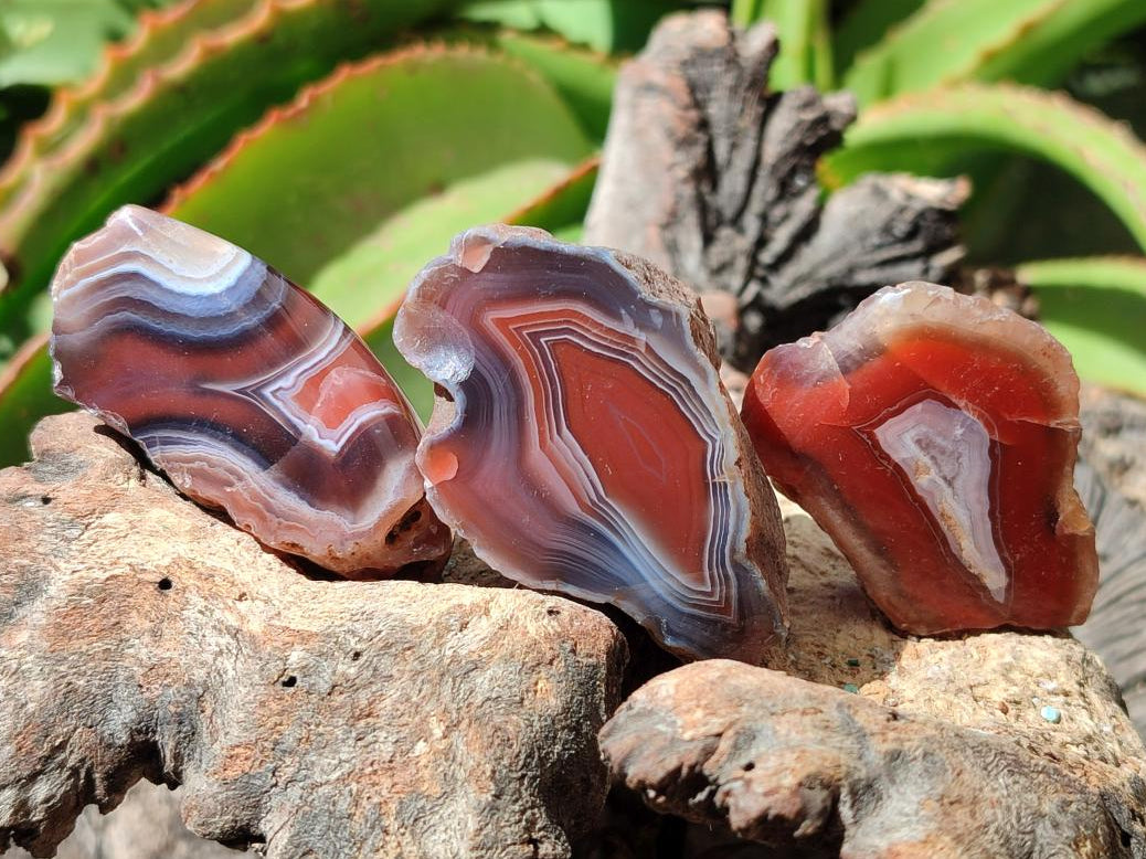 Polished One Side Red Shashe River Agate Nodules x 35 From Shashe River, Zimbabwe