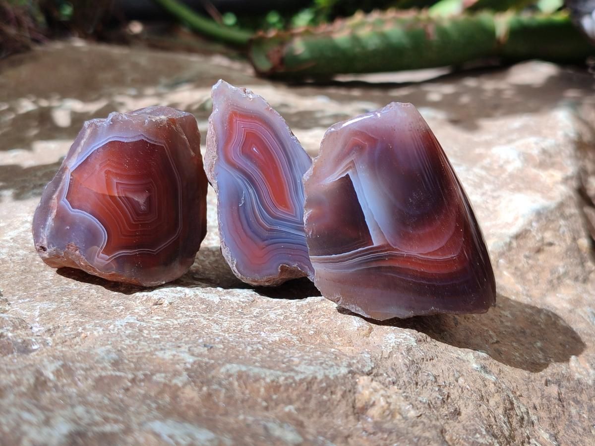 Polished One Side Red Shashe River Agate Nodules x 35 From Shashe River, Zimbabwe