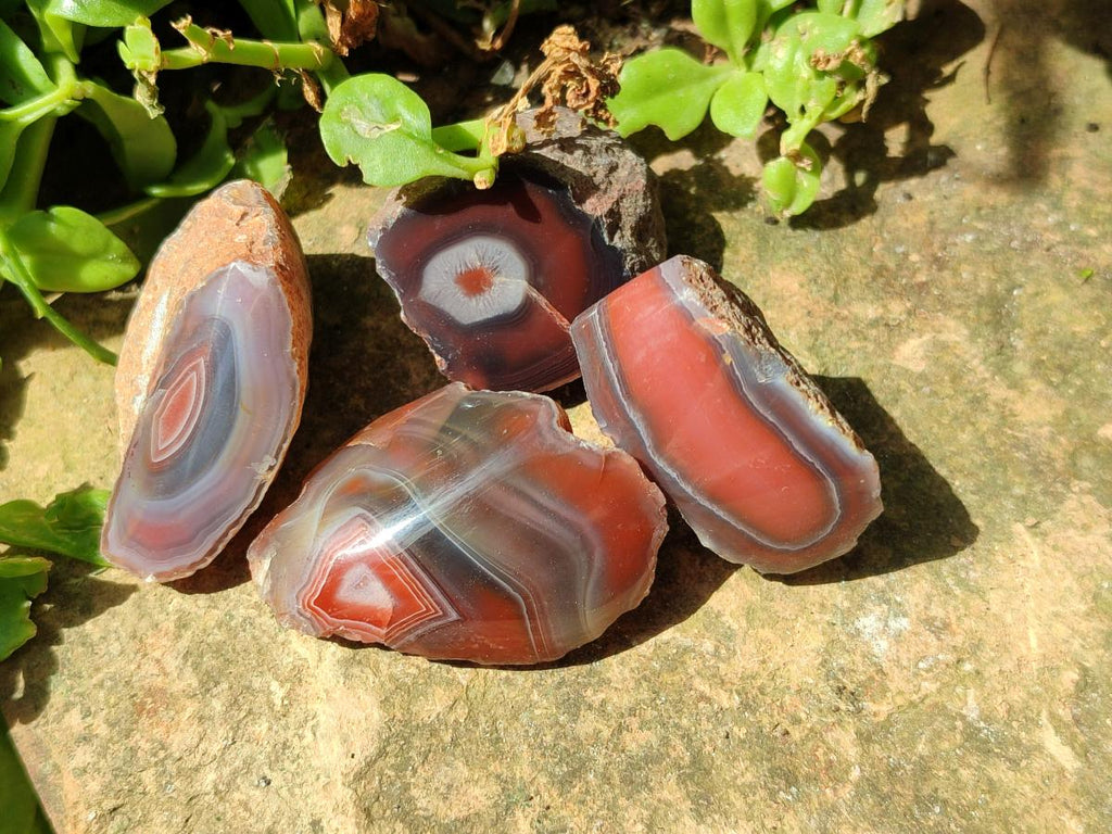 Polished One Side Red Shashe River Agate Nodules x 35 From Shashe River, Zimbabwe