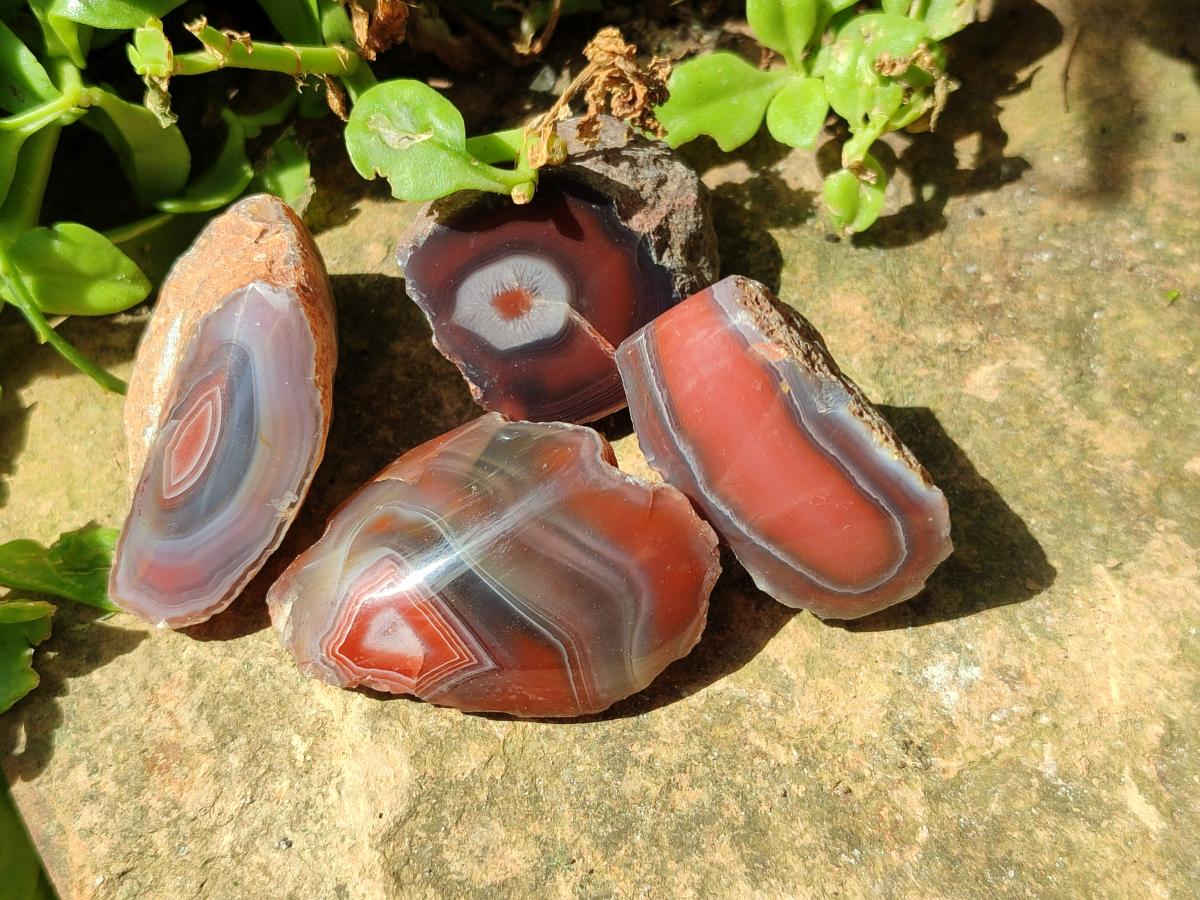 Polished One Side Red Shashe River Agate Nodules x 35 From Shashe River, Zimbabwe