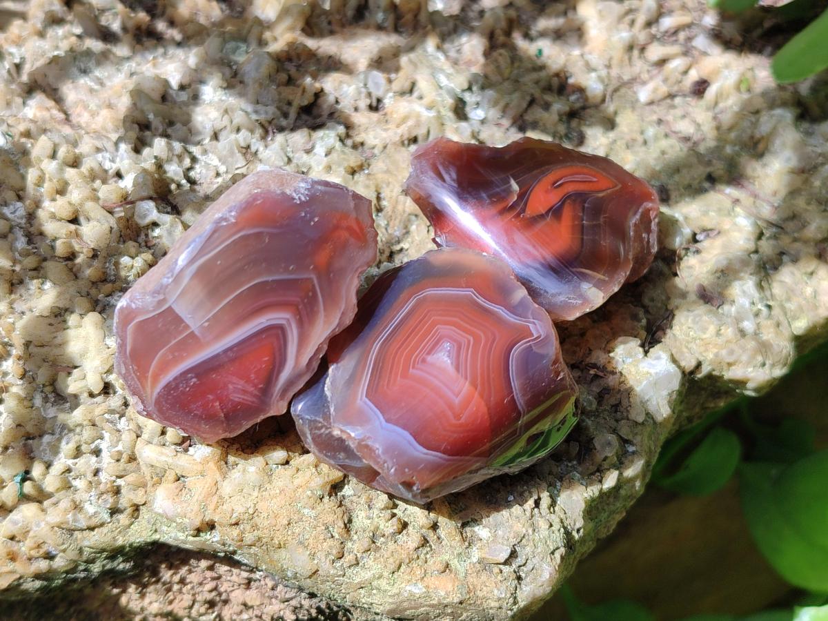 Polished One Side Red Shashe River Agate Nodules x 35 From Shashe River, Zimbabwe