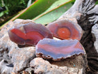 Polished One Side Red Shashe River Agate Nodules x 35 From Shashe River, Zimbabwe