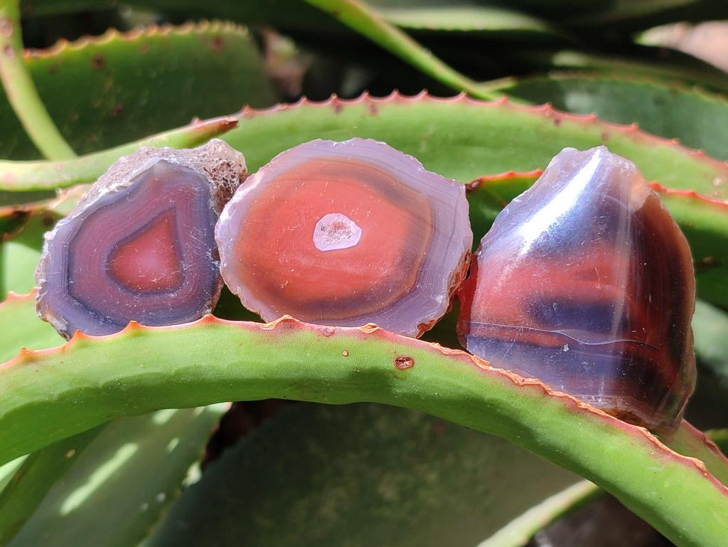Polished One Side Red Shashe River Agate Nodules x 35 From Shashe River, Zimbabwe